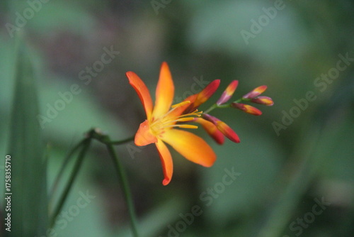 Crocosmia paniculata en gros plan - Vue de profil