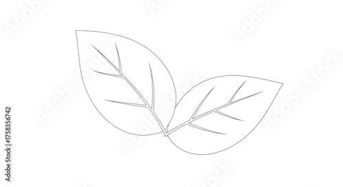 Two leaves, representing nature and growth in design