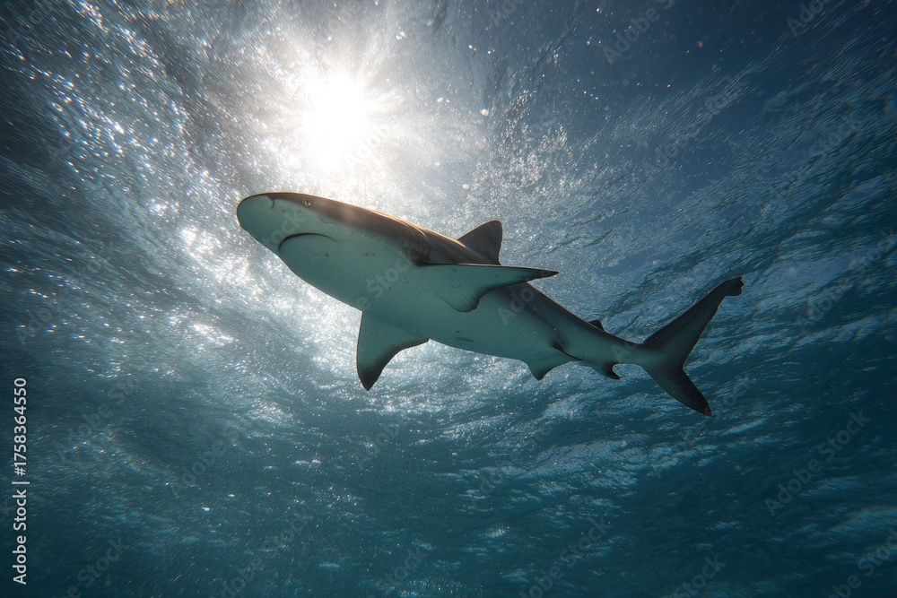 Obraz premium Shark Swimming Beneath Clear Water with Sunlight Reflections Above