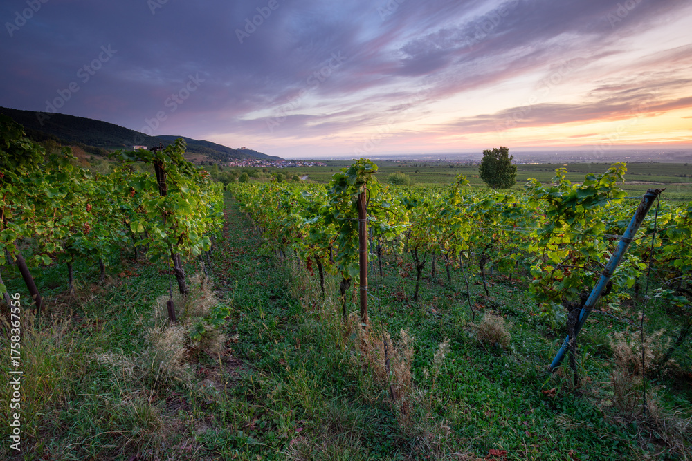 Naklejka premium Herbstliche Weinberge in der Pfalz bei Sonnenaufgang mit Blick über die Rheinebene von St. Martin und Weyher und Edenkoben