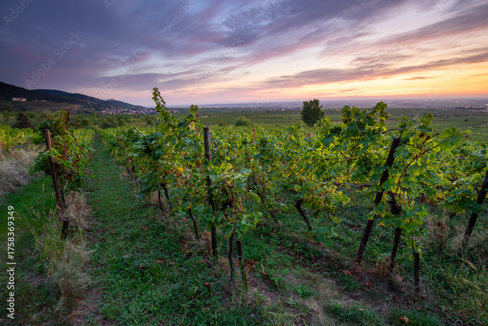 Naklejka premium Herbstliche Weinberge in der Pfalz bei Sonnenaufgang mit Blick über die Rheinebene von St. Martin und Weyher und Edenkoben