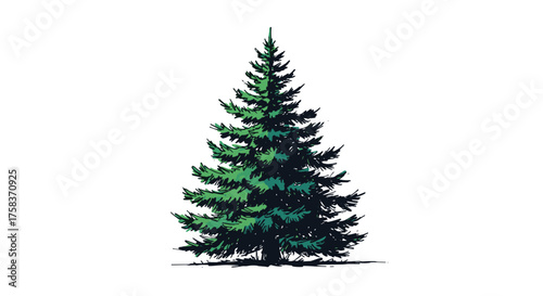 A majestic evergreen conifer tree stands tall and green with a lush canopy of needles.