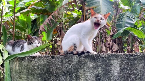 A cat outside yawns and sits on a fence against the backdrop of the tropics and banana leaves