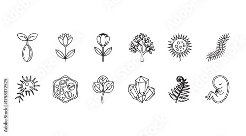 Hand drawn botanical icons representing growth life cycle stages from seedling to human fetus vector