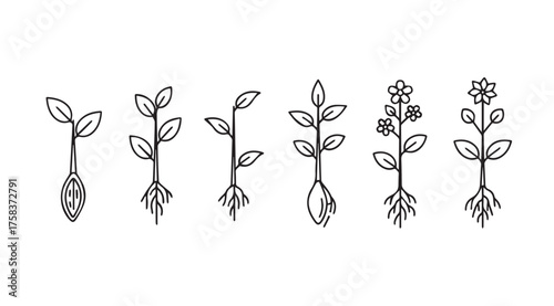 Growth stages of a plant series hand drawn sketch botanical development life cycle sequence vector