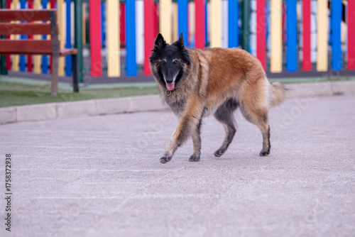 Belgian Tervuren Dog Malinois 