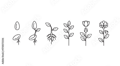 Stages of plant growth seedling sprout emerging leafy plant flowering bud blooming flower botanical progression vector