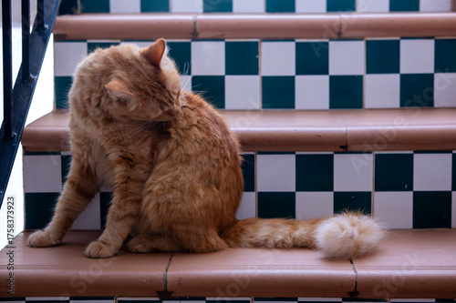 Photography Cat cleaning itself cute ginger tomcat strat pet