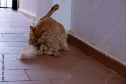 Photography Cat cleaning itself cute ginger tomcat strat pet