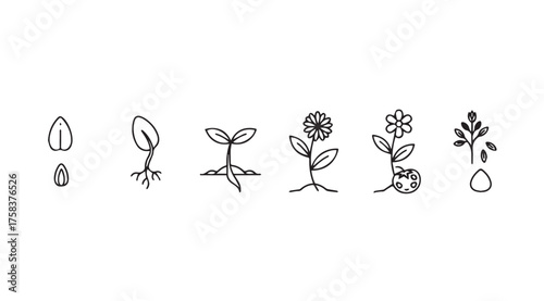 Set of hand drawn seedling growth stages from seed to blooming flower botanicals vector
