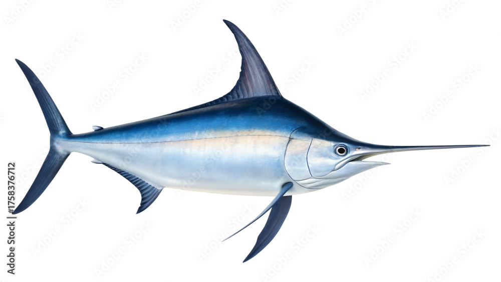 Naklejka premium Oceanic Grace: A majestic marlin showcases its streamlined form and iconic sword-like bill, exemplifying the allure of marine wildlife.