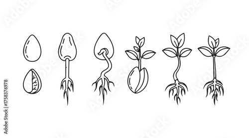 Seed germination stages plant growth process natural science botanical development progression timeline vector
