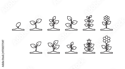 Stages of plant growth seedling development from sprout to mature plant cycle illustrated sequence vector