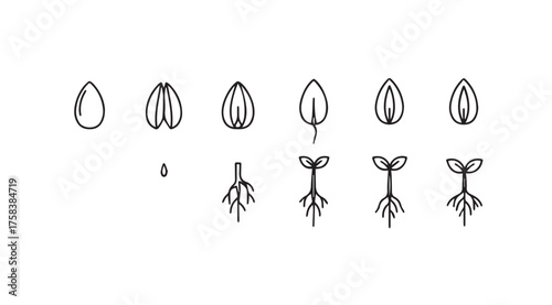 Life cycle of a seedling stages of growth plant development botanical chart vector