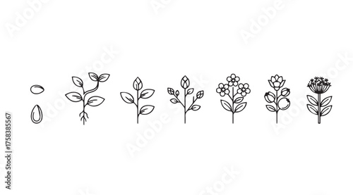 Collection of hand-drawn botanical elements decorative floral stems and leaves set vector