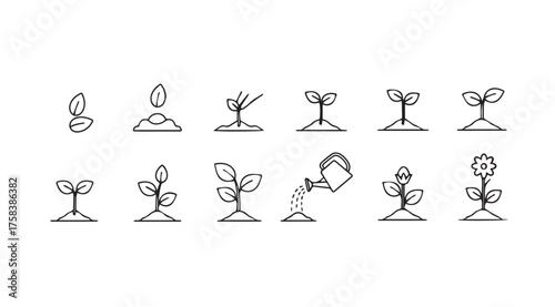 Stages of plant growth from seedling to flowerline development timeline icon set vector