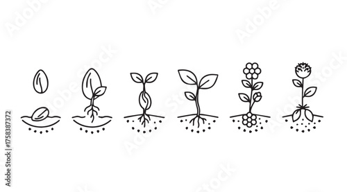 Plant growth stages seed germination sprout seedling young plant blooming flower evolution vector