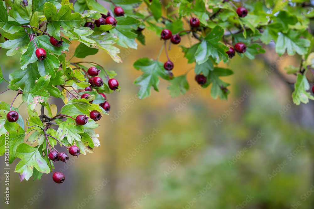 Obraz premium Branch with red berries of hawthorn on autumnal blurred background. Autumn weather. Red berries of hawthorn (Crataegus) on a blurred background in autumn. 