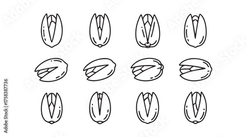 Hand drawn sketch collection of pistachios multiple angles and perspectives food ingredient vector