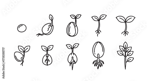 Plant seedling growth stages time lapse sketch sequence from germination to young sprout plant development vector