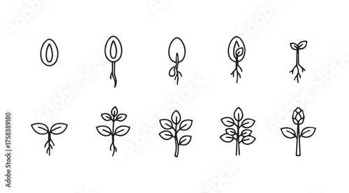 Seed to plant growth stages collection hand drawn botanical icons for nature and agriculture concepts vector