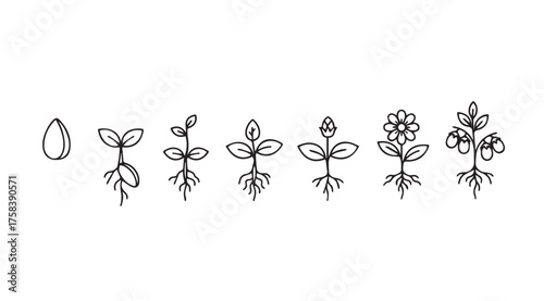 Seed germination to flowering plant growth stages botanical progression line art doodle vector