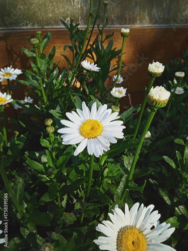 Close-up of white and yellow daisies growing in a garden