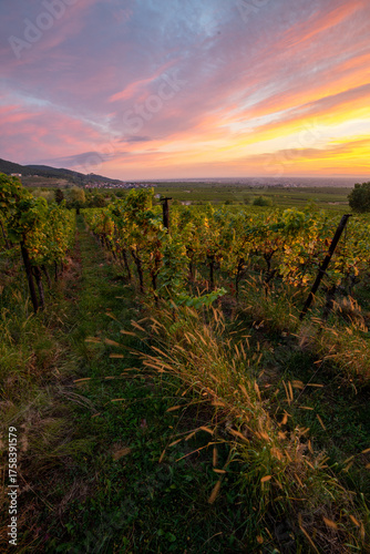 Herbstliche Weinberge in der Pfalz bei Sonnenaufgang mit Blick über die Rheinebene von St. Martin und Weyher und Edenkoben