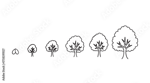 Stages of tree growth from seedling to mature tree illustrating development vector