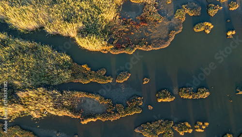 An overhead aerial view of a dense field of marsh reeds glowing in the golden light of sunset creating a rich and textured natural carpet of warm colors