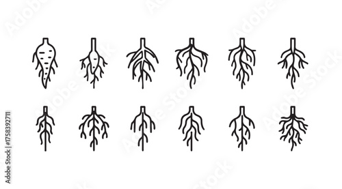 Set of hand-drawn plant root systems illustrating diverse growth patterns and structures vector