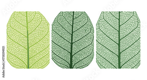 Intricate Leaf Veins in a Stunning Composition 