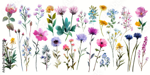 Collection of delicate watercolor wildflowers and botanical elements in a vibrant artistic display