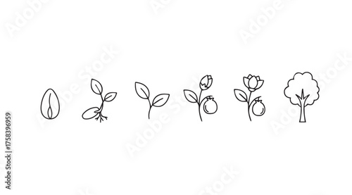 Stages of plant growth seedling sprout sapling young tree and mature tree simple sketch icons vector