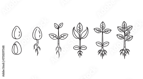 Seed germination and plant growth stages illustrated sequence natural development life cycle vector