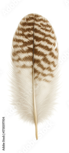 Feather with a white base and brown barring, sourced from rock ptarmigan.