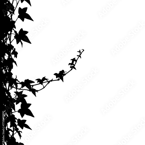 Black Ivy Vine Silhouette Against White Background