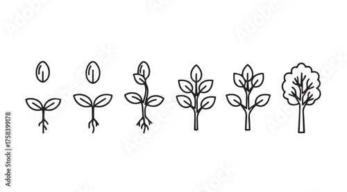 Seedling growth stages plant development from seed to mature tree simple sketch art vector