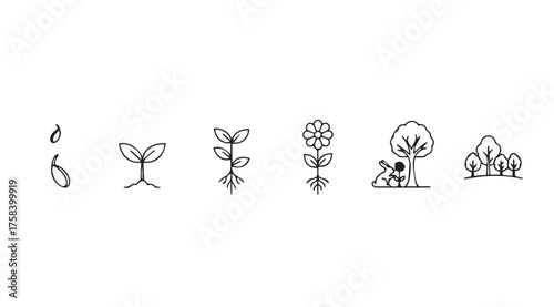 Plant growth stages icon set hand drawn doodle style seedling to tree life cycle vector