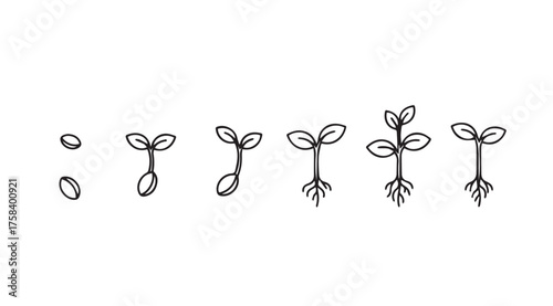 Plant growth stages seedling germination and development time lapse animation sequence vector