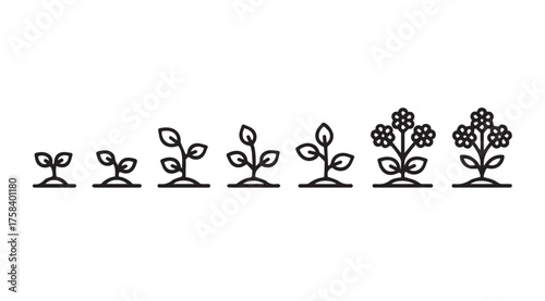 Sequence of plant growth stages from seedling to flowering plant represented symbolically vector