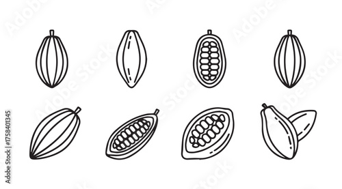 Set of hand drawn cacao pods and beans organic chocolate ingredient food art collection vector