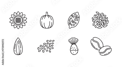 Collection of seeds and nuts hand drawn style for healthy eating and natural ingredients vector