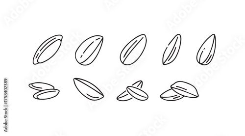 Collection of hand drawn sunflower seeds sketch isolated organic food elements vector