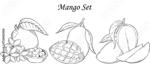Vector mango set hand drawn organic tropical food illustration. Black and white line sketch for cooking packaging design, coloring page.