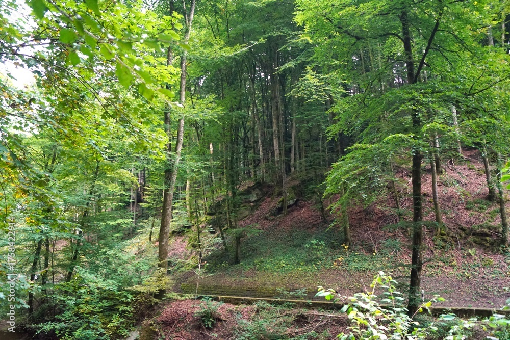 Obraz premium forest 