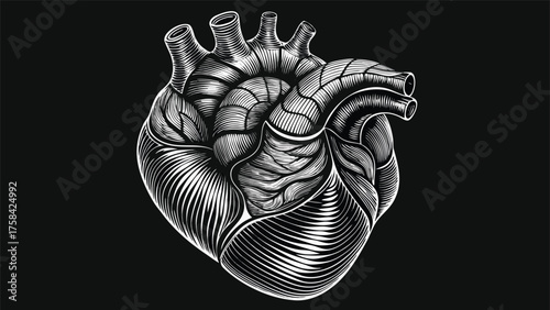 An illustration of a human heart, showcasing its anatomical structure and major blood vessels in detail..eps