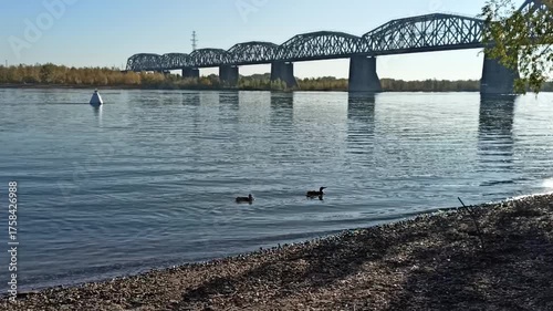 A group of ducks swims along the pebble bank of a wide river crossed by a railway bridge marked by a white buoy on a sunny morning in early autumn. Komsomolsky Bridge, Novosibirsk, Russia.