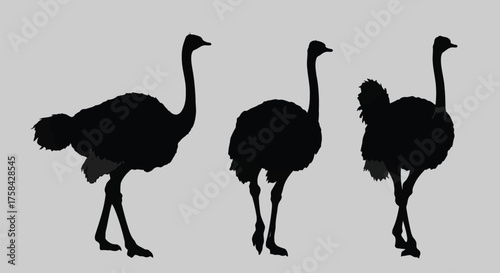 Three ostrich silhouettes isolated on white background