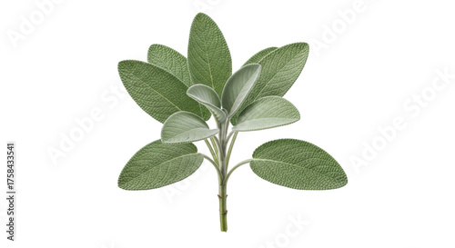 Tableau sur toile Isolated sage plant, fresh aromatic cooking herb for culinary recipes and herbal